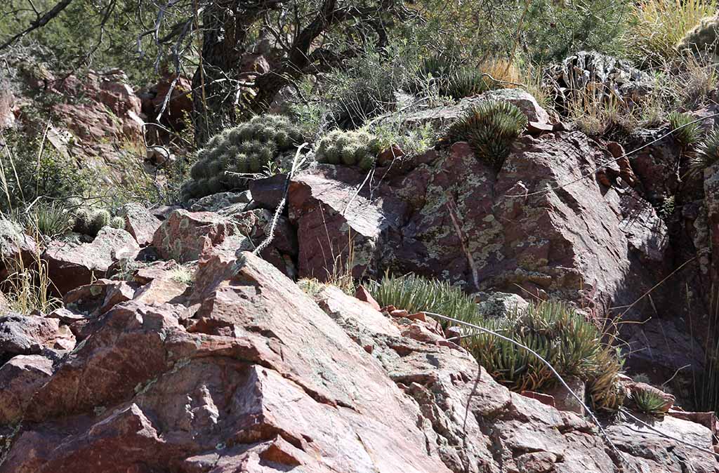 A. toumeyana / E. santaritensis