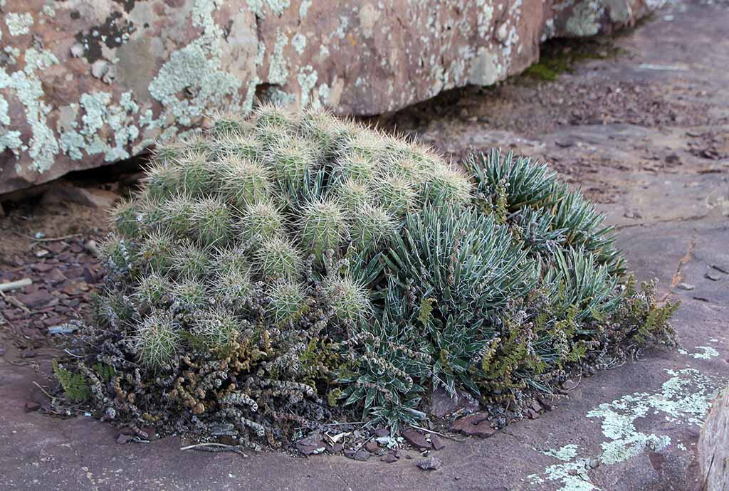 A. toumeyana / E. santaritensis