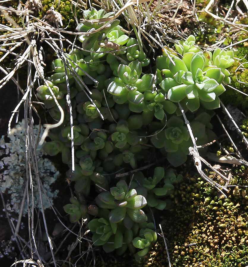 Sedum cockerellii