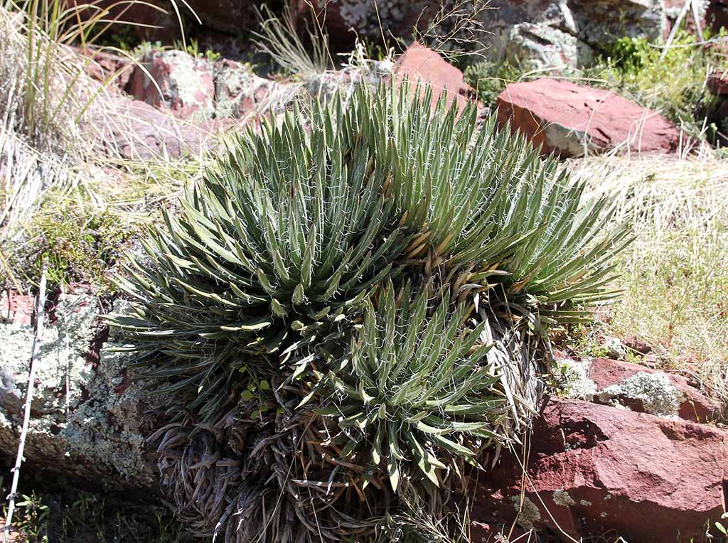 A. toumeyana