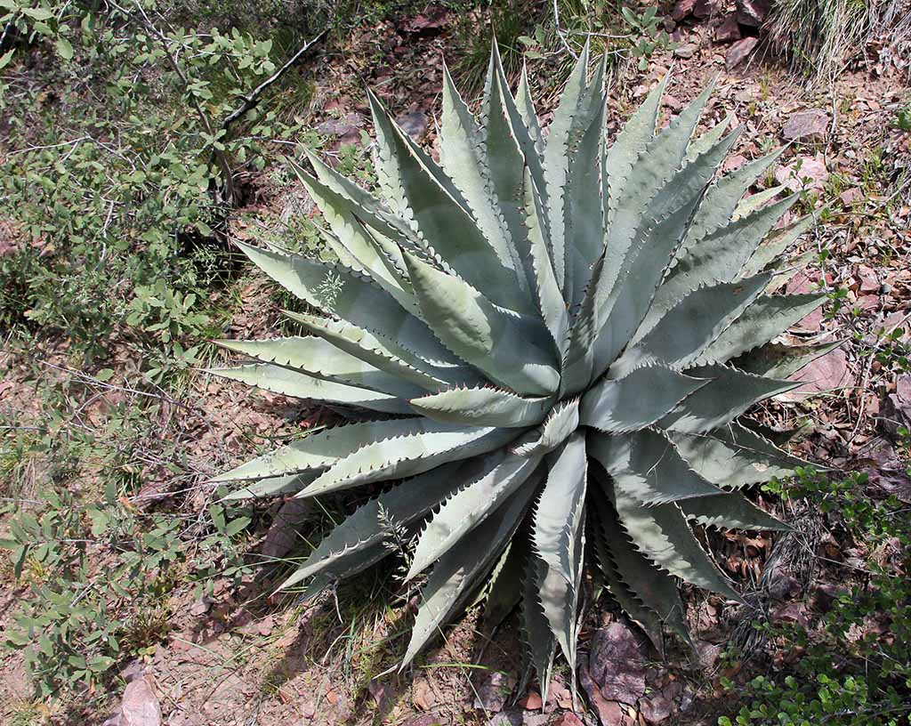 A. chrysantha