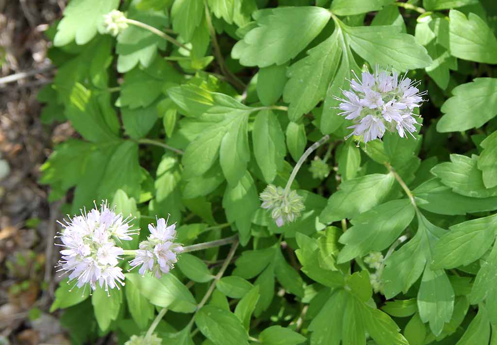 Hydrophyllum occidentale