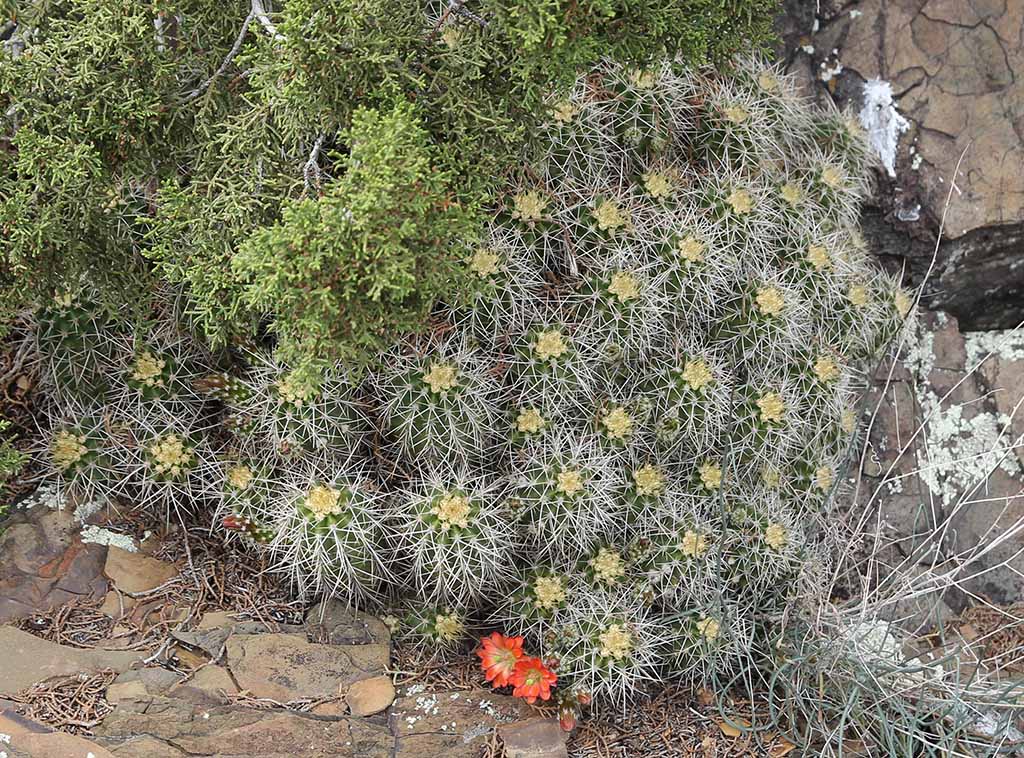 E. santaritensis