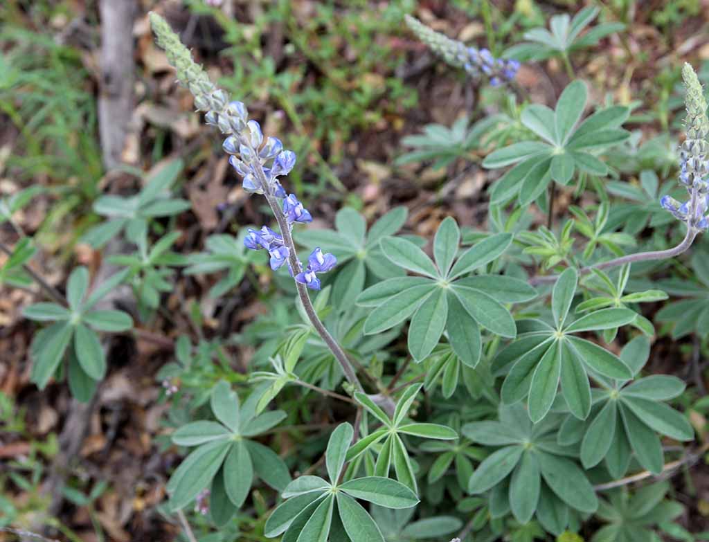 Lupinus hillii