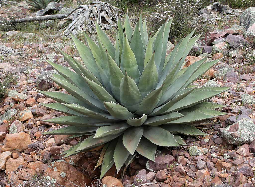 A. chrysantha