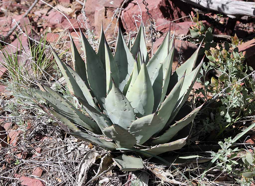 A. parryi