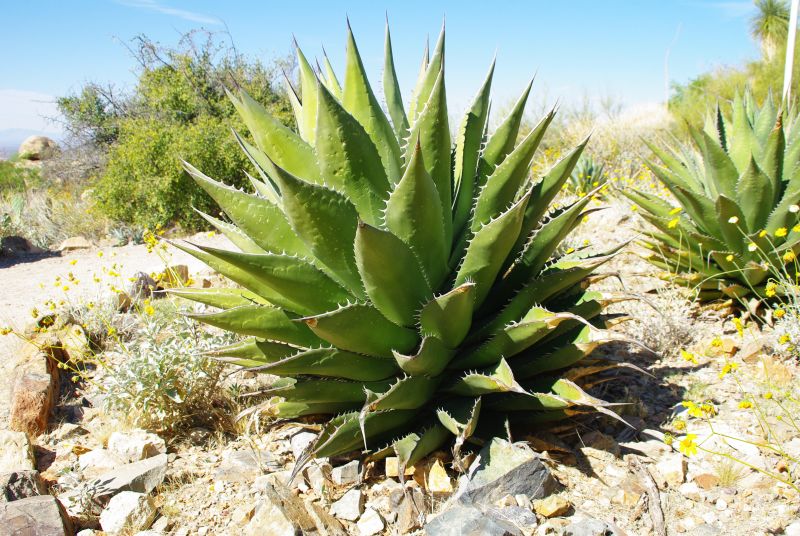 Agave shawii.jpg