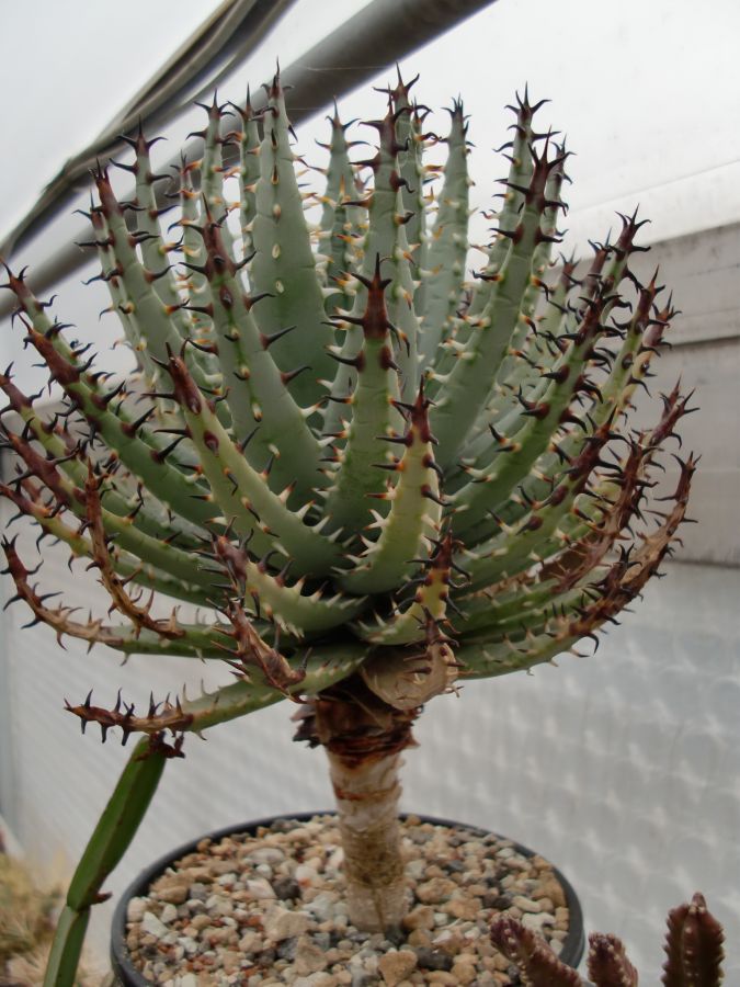 Aloe 126.jpg