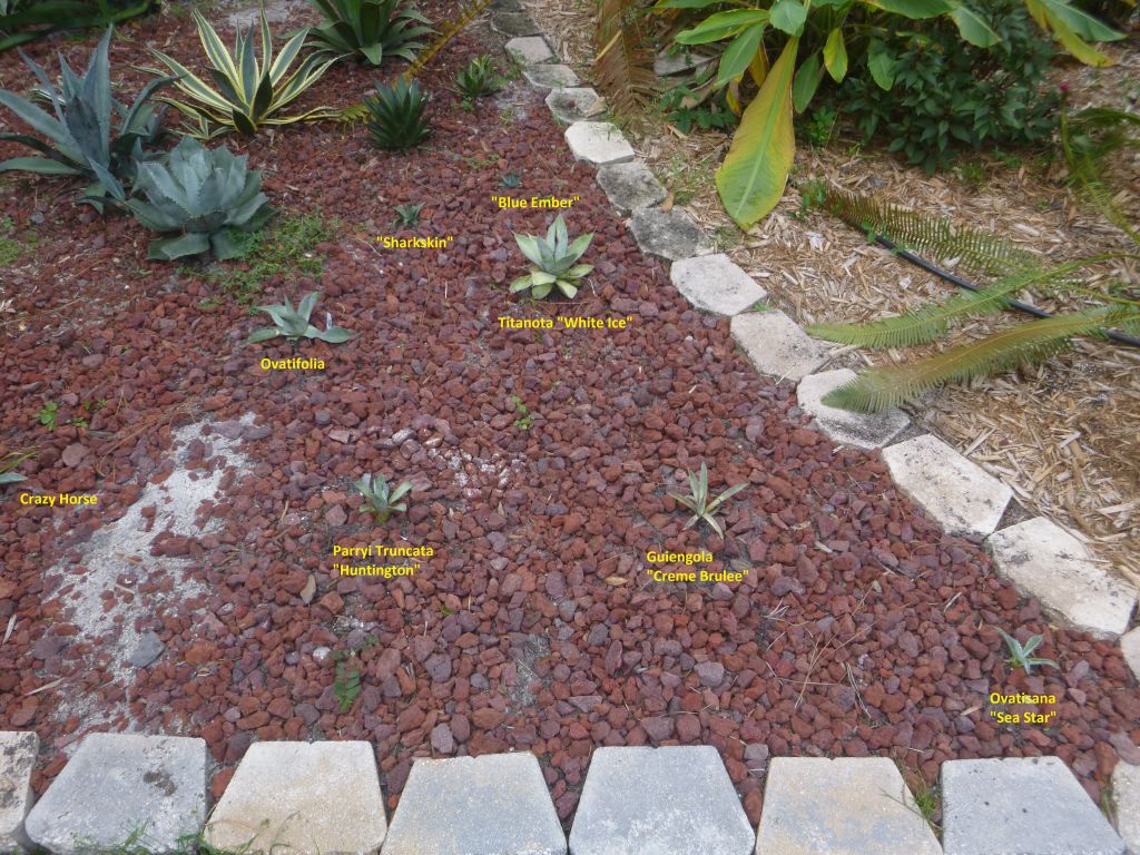 P1050466 NW Agaves named.jpg