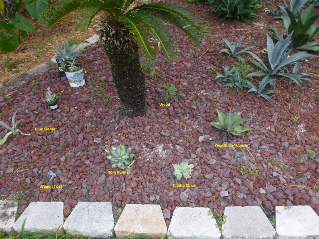 P1050469 NE Agaves named.jpg
