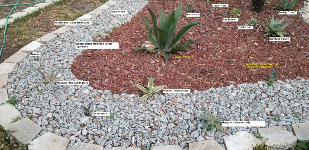20200327_194018 N point agaves named.jpg