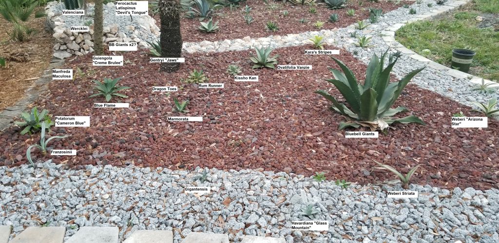 20200327_194029 NE agaves named.jpg