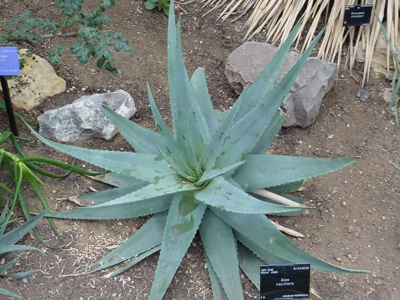 aloe vacillans