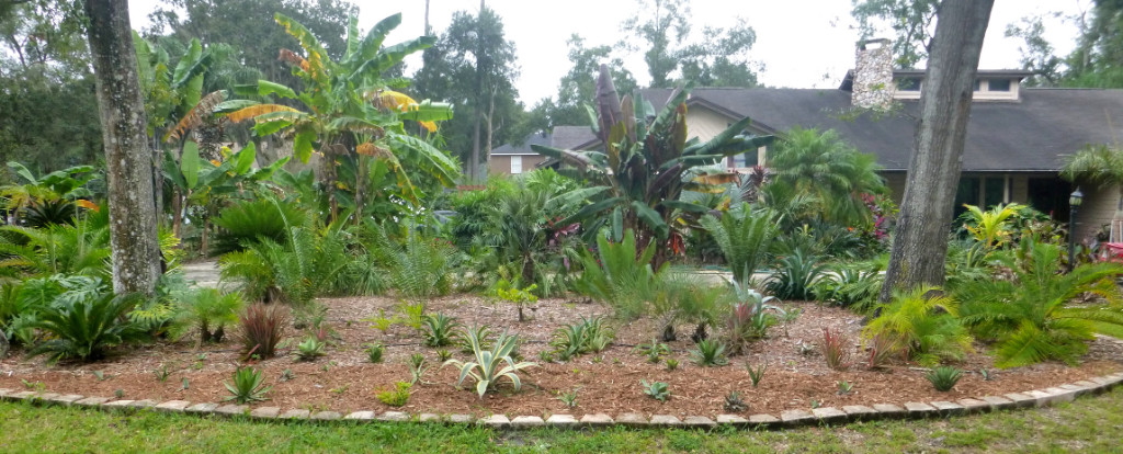 P1060707 front bed agaves.JPG