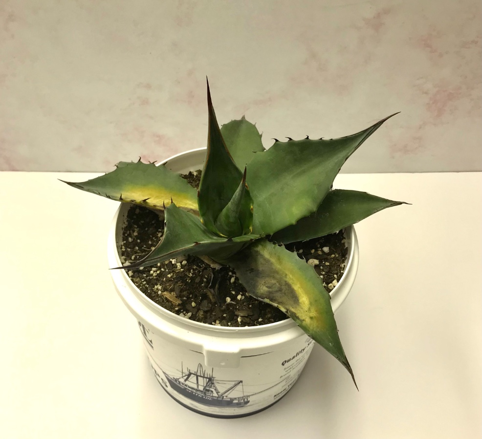 In a one gallon pot