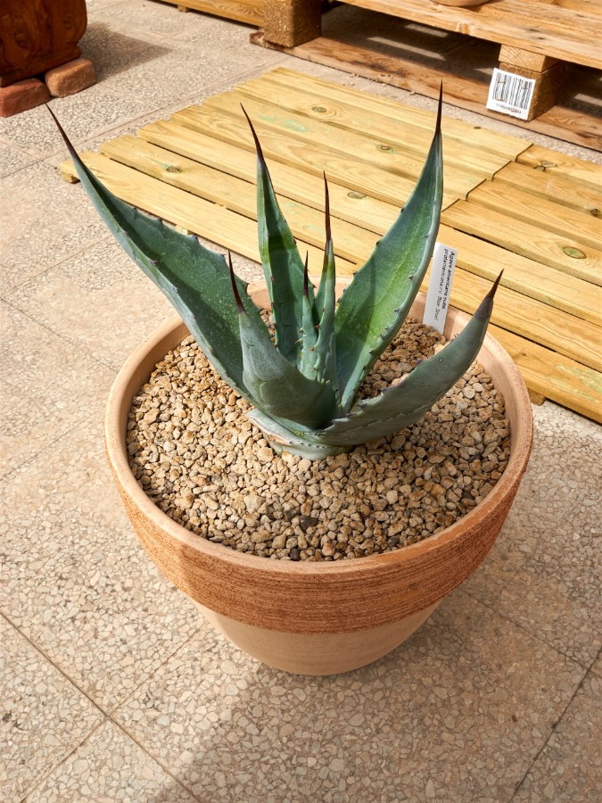 _DSC3585_Agave_Protoamericana_BlueSteel.jpg