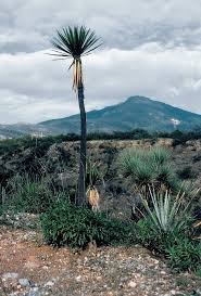 90F04D1D-FDE8-4AA4-9802-42144F4AA389.jpeg
