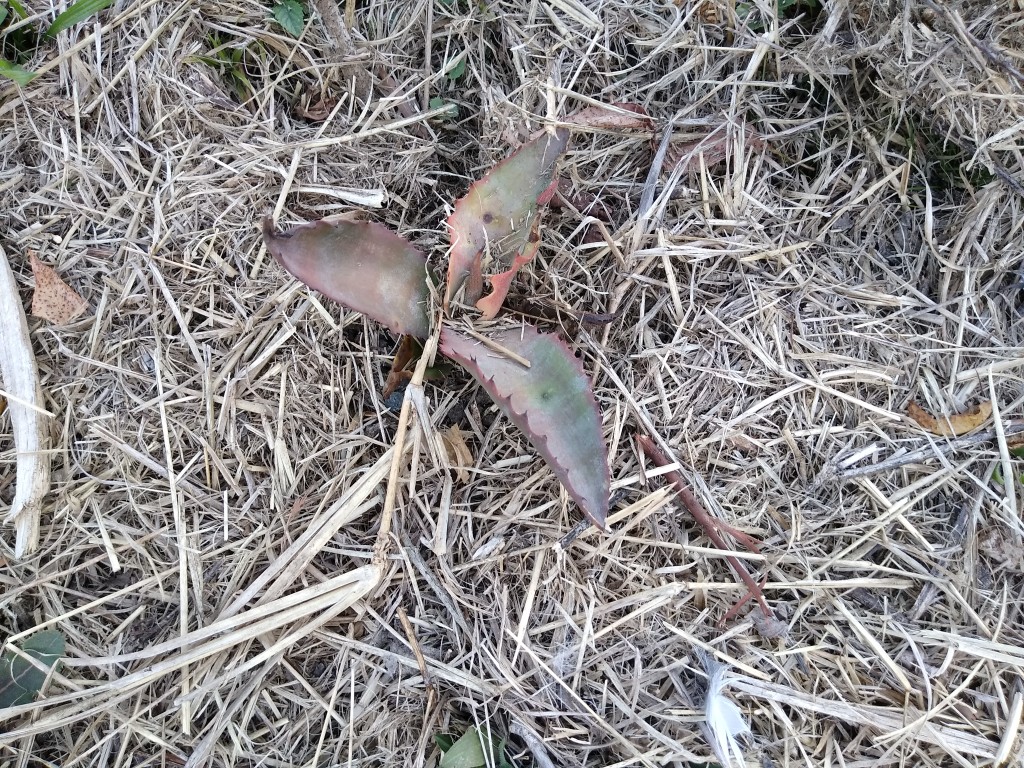 IMG_20210815_161219713.jpg