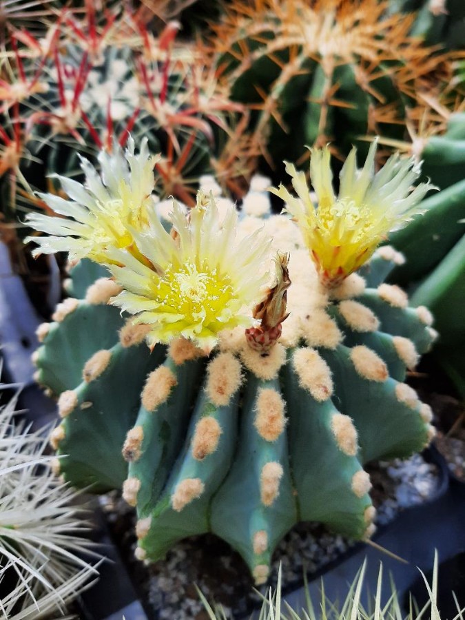 Ferocactus glaucescens inermis.jpg