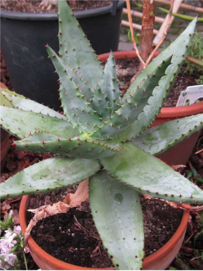 Aloe marlothii b 2019 a.JPG