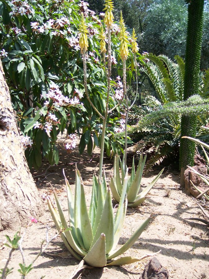 Aloe vacillans yellow flwr Aug.jpg