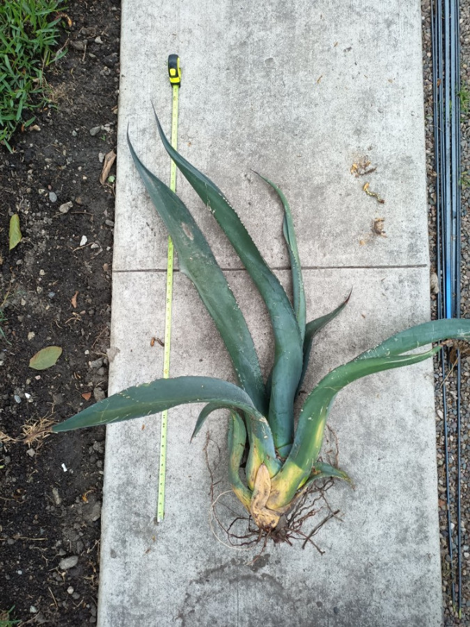agave-mapisaga-large.jpg