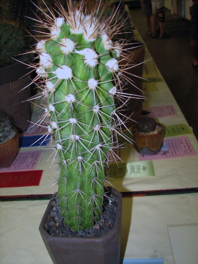 Copiapoa bridgesii iccss.JPG
