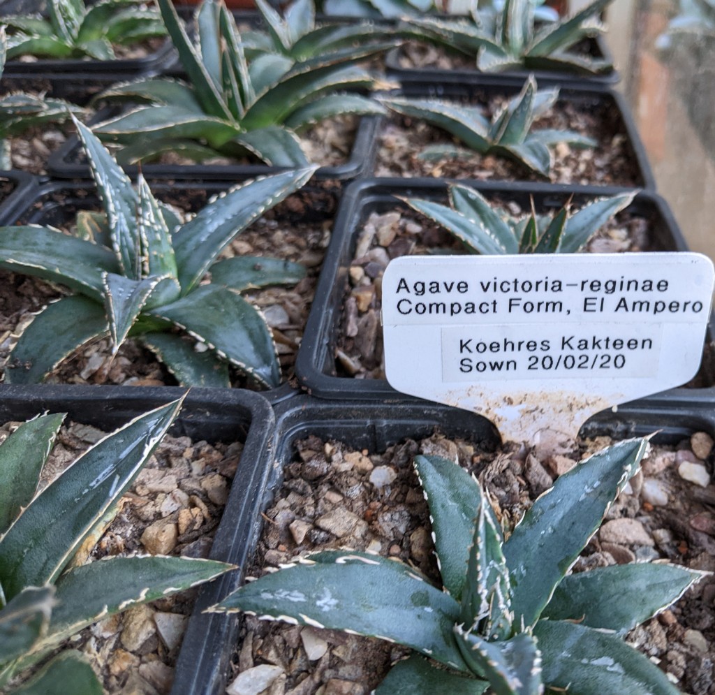seed maturity - Agaveville