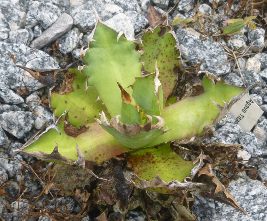 P1100246 Titanota Red Catweazle.JPG