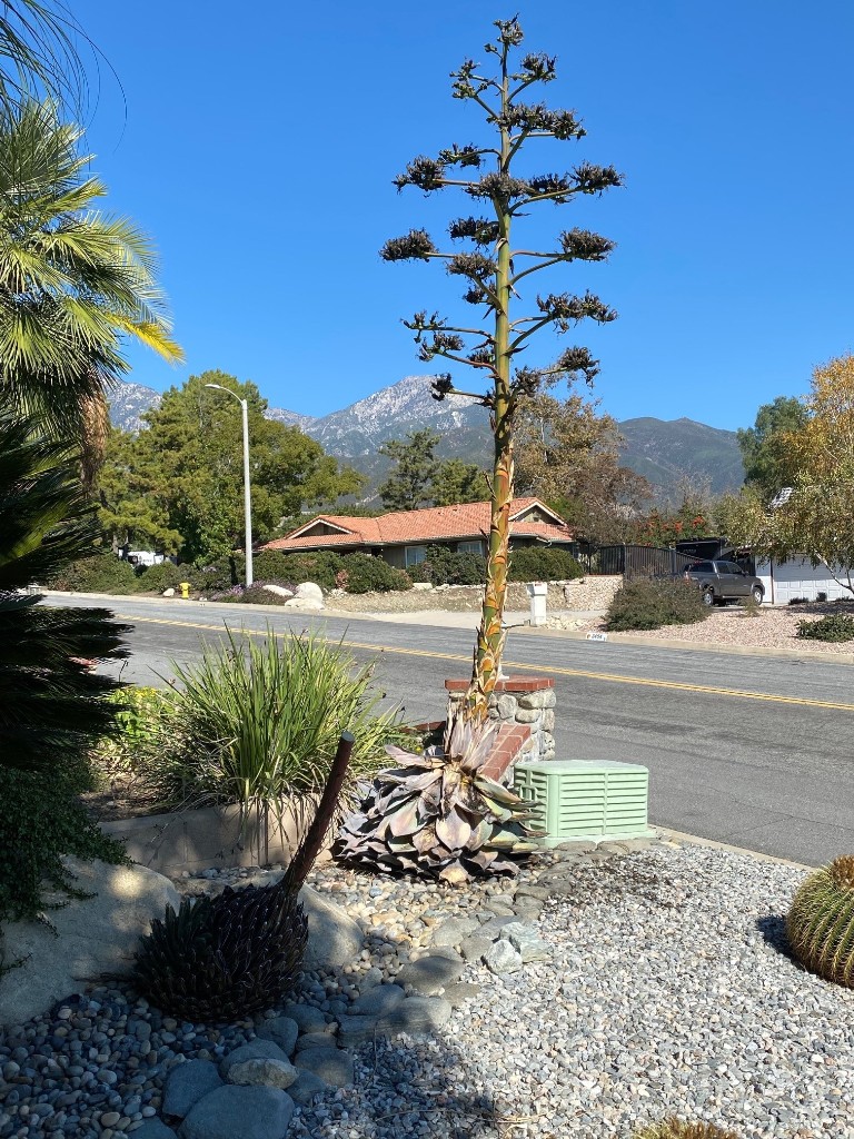 two agaves spiking.jpg