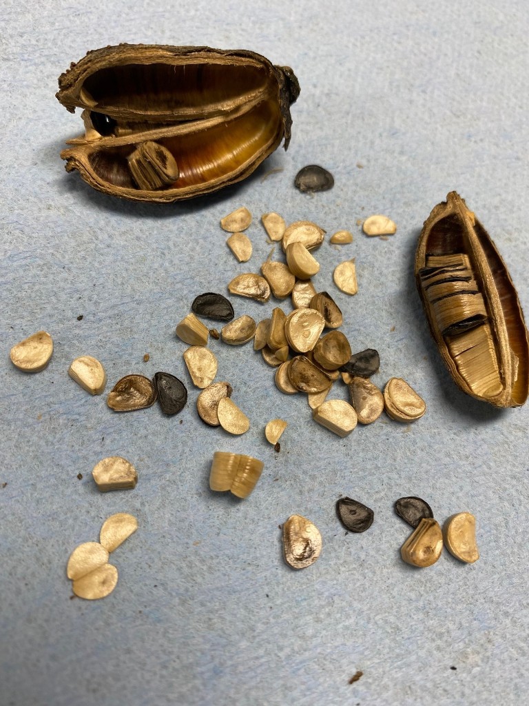 Agave parryi truncata seeds.jpg