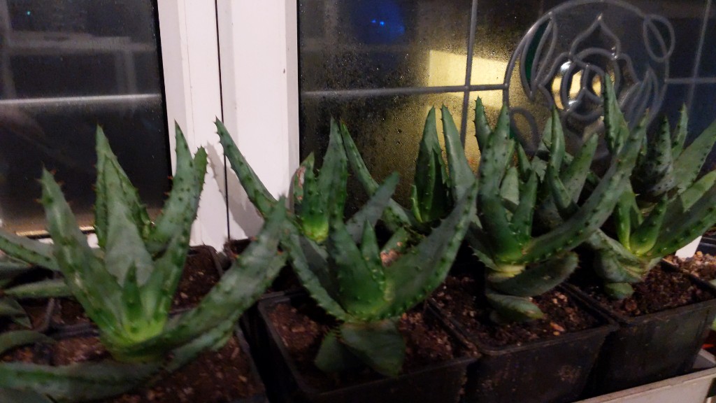 IMG-20221123-WA0006.jpeg