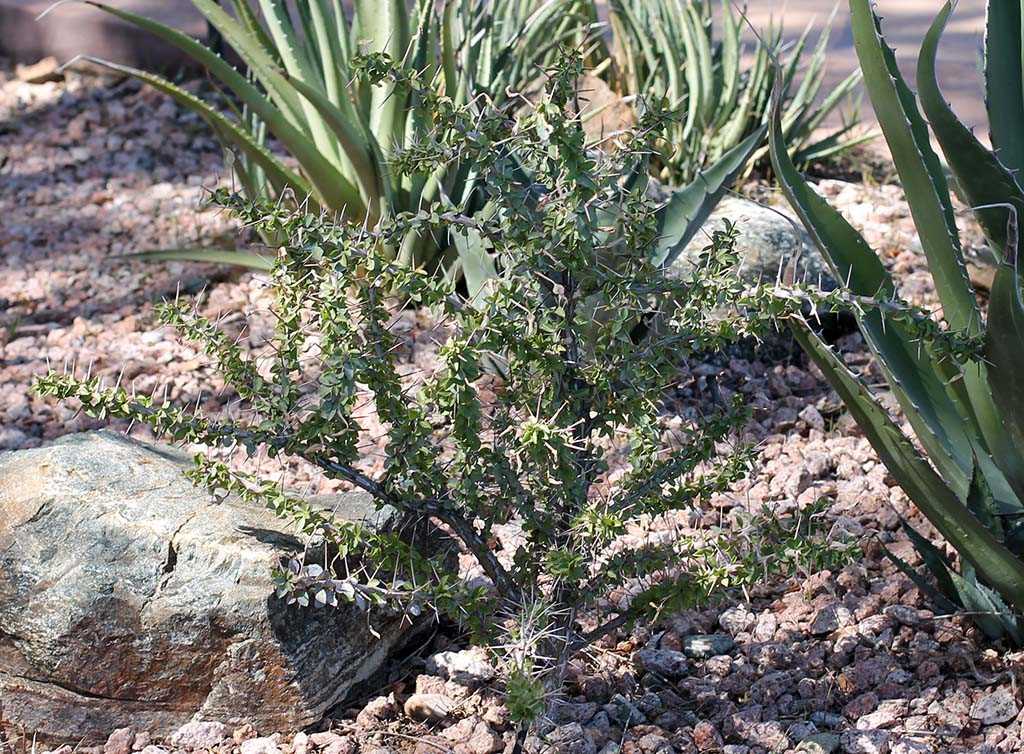 F. burragei