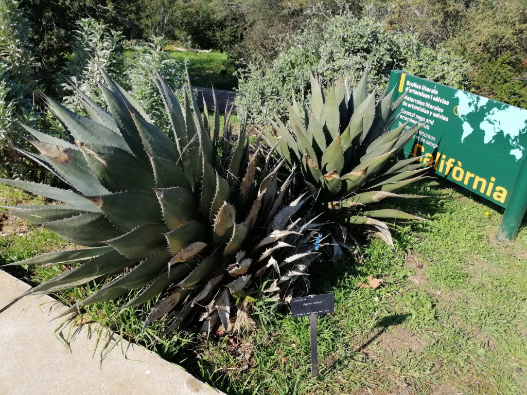Agave_shawii.jpg