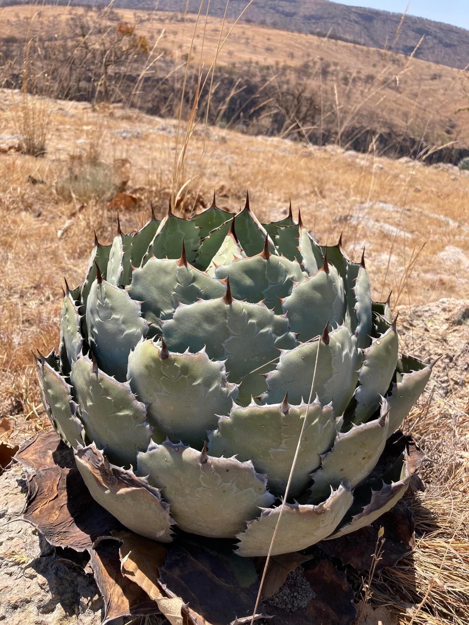 Credit Santiago Rosales