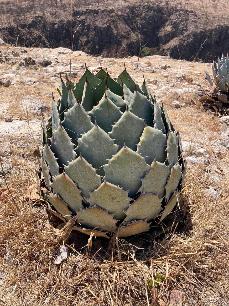 Credit Santiago Rosales