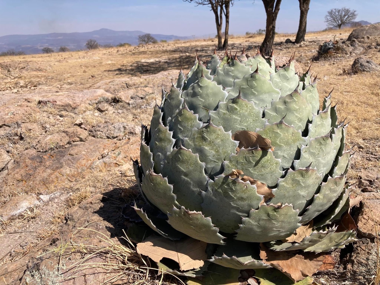 Credit Santiago Rosales