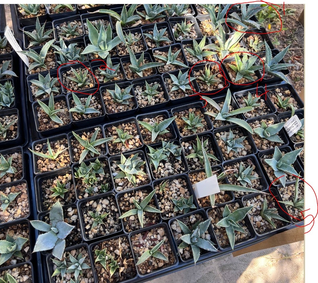 agave tray.jpg