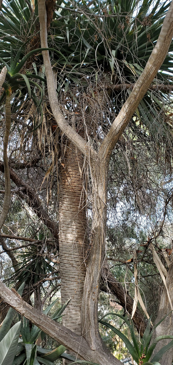 Tall Dracaena draco.jpg