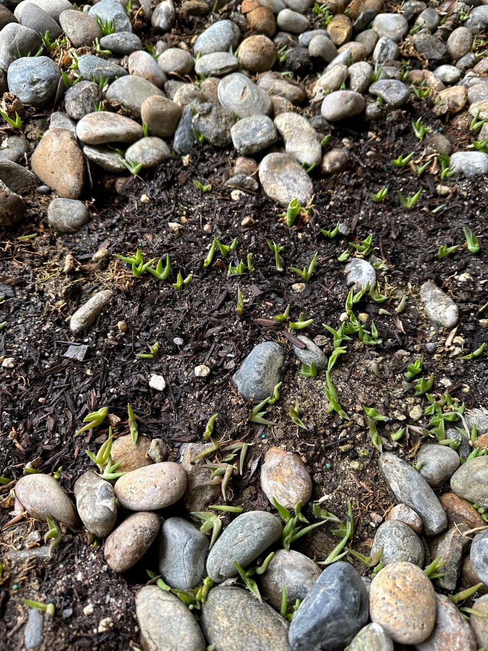 seedlings.jpg