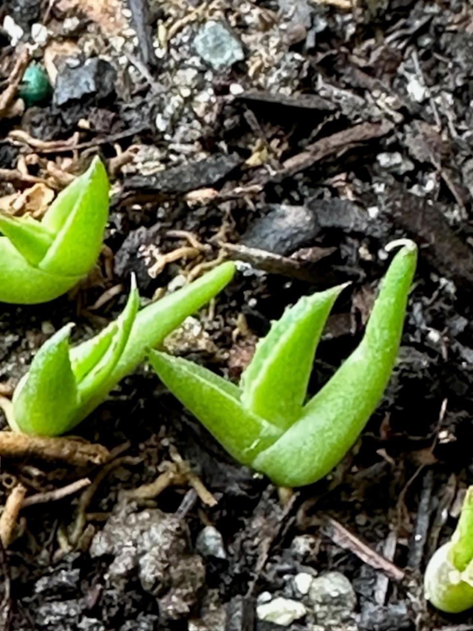 seedlings3.jpg
