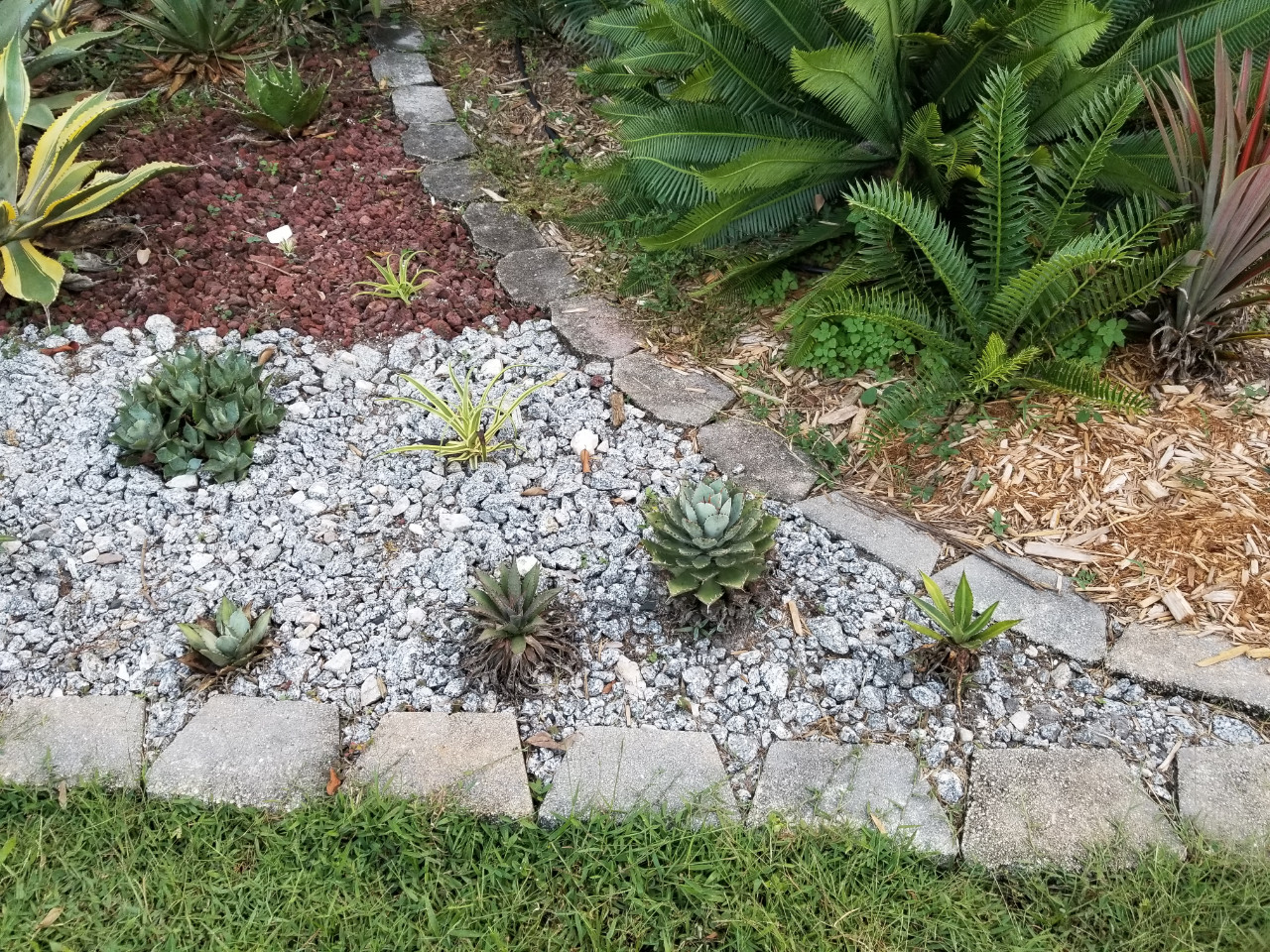 20231029_180536 Agaves rear bed NW.jpg