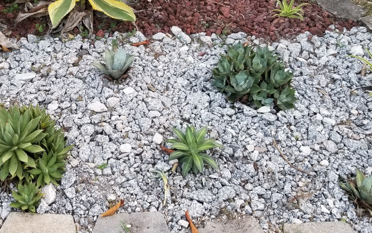 20231029_180541 Agaves rear bed NW.jpg