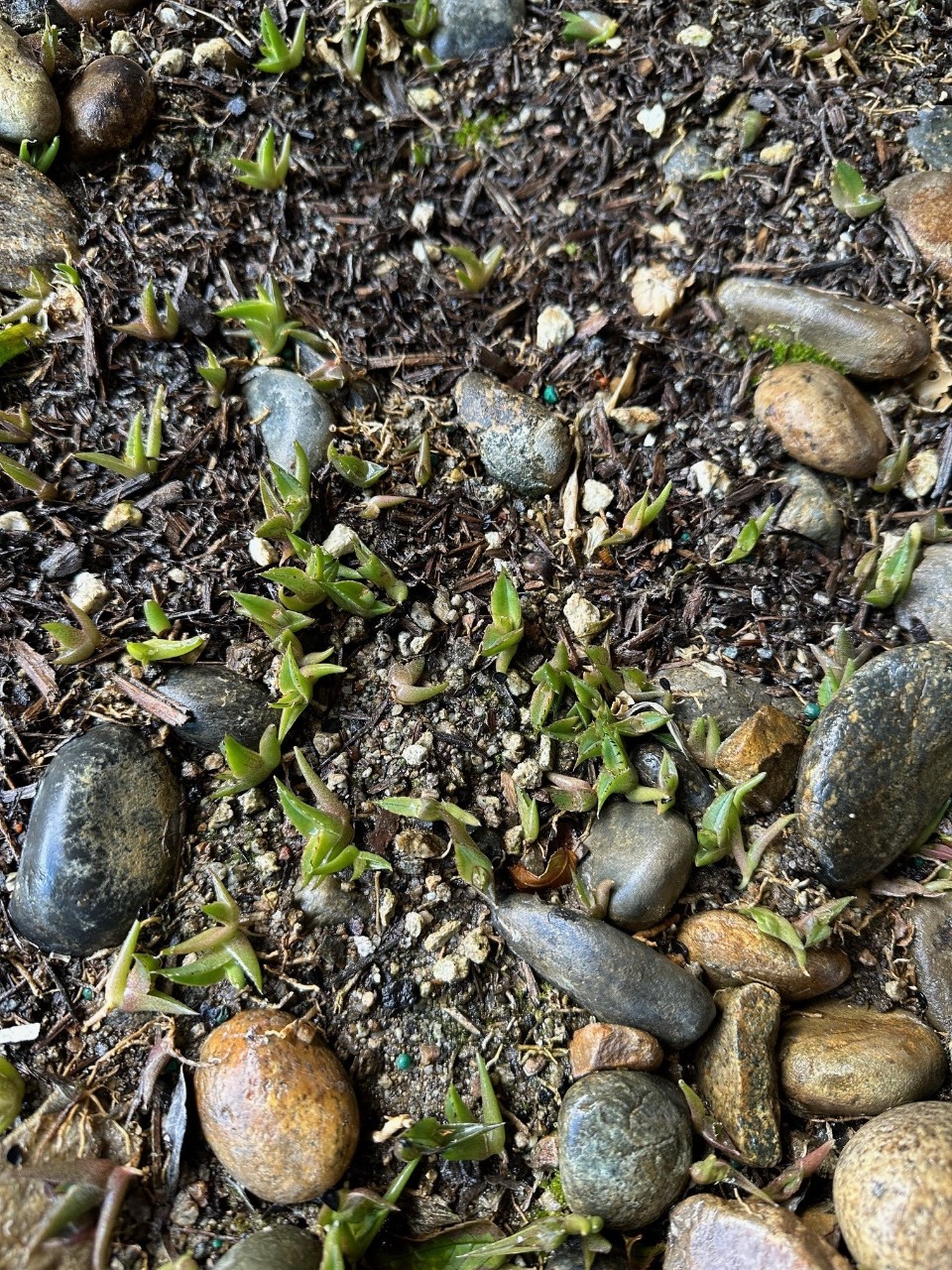 sprouts.jpg