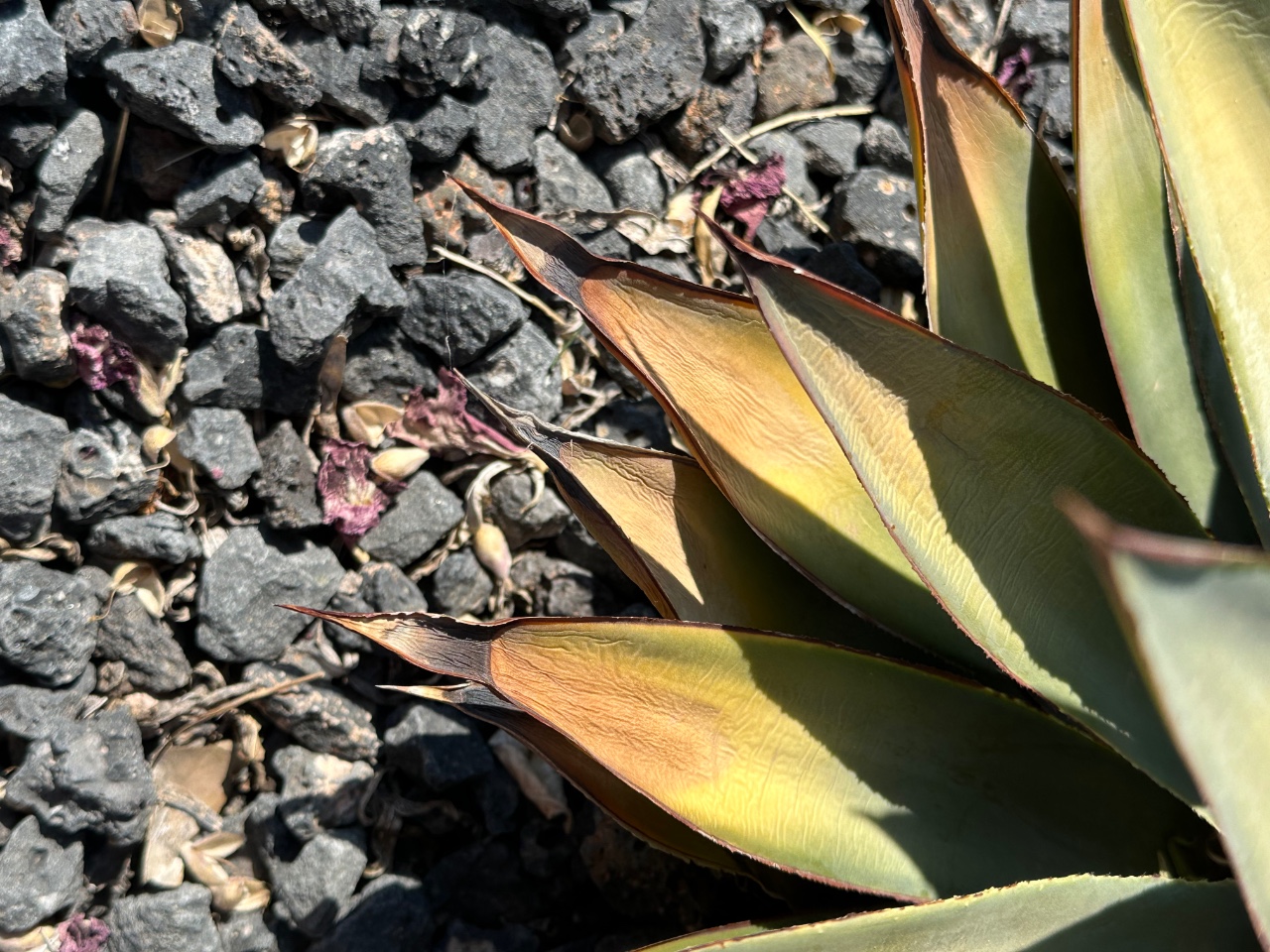 Close-up of agave