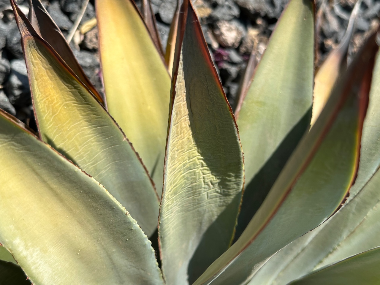 Close-up of agave