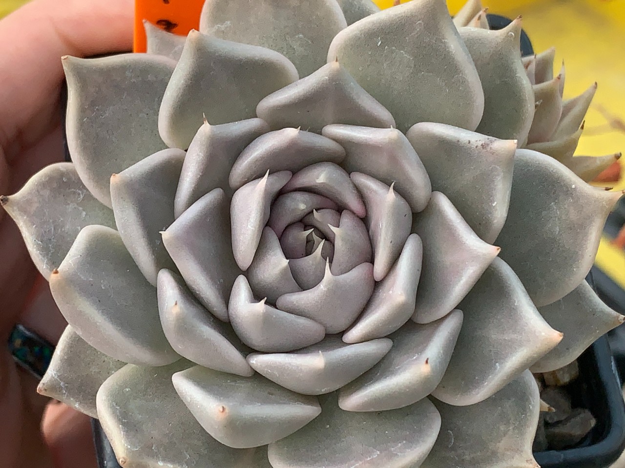 Echeveria tobarensis (2).JPG