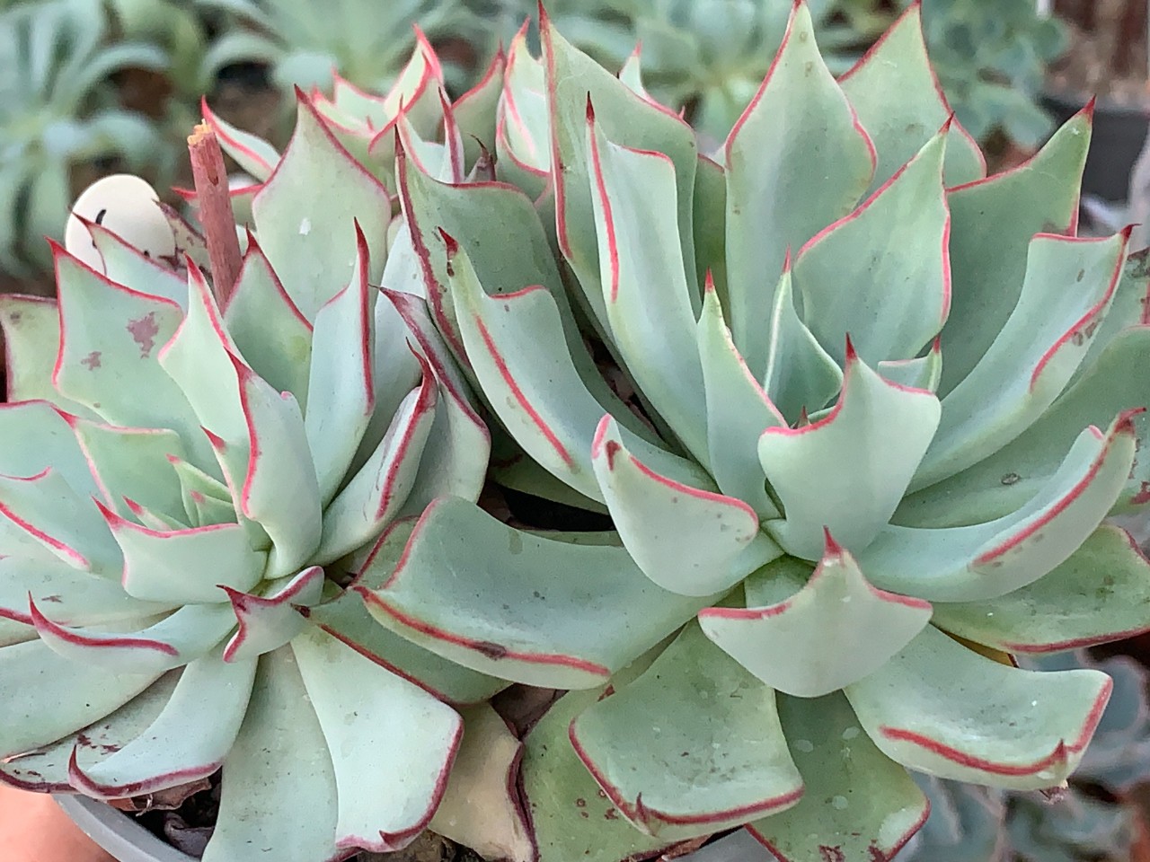 Echeveria strictiflora, Saltillo (2).JPG