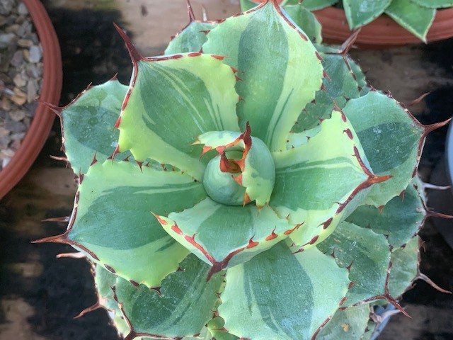 agave kissho kan lime.jpg