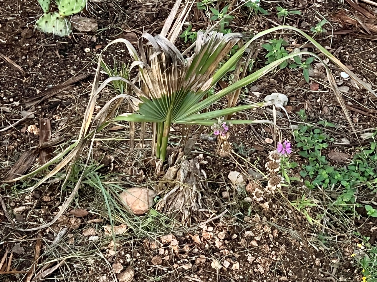 Sabal brazoriensis- currently crispy